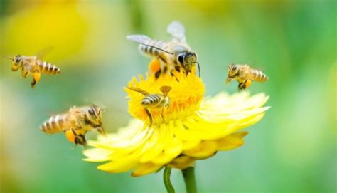 Festival della Biodiversità a Rogliano Giornata Mondiale delle Api