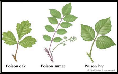 Poison Ivy, Poison Oak, Poison Sumac | Faces Cosmetic Lasers Center