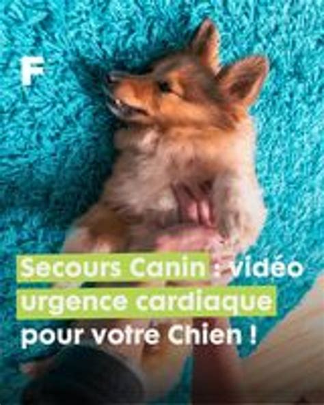 Urgence Canine guide vidéo des premiers secours en cas d arrêt