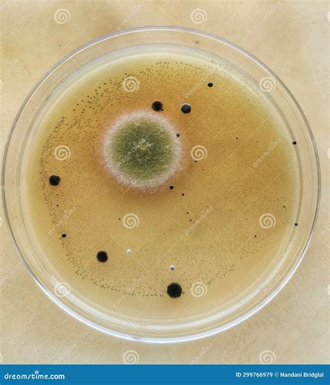 Penicillium Fungus or Mold Contamination Stock Image - Image of ...