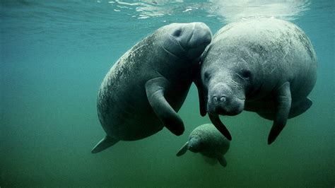 Manatees Wallpapers Wallpaper Cave