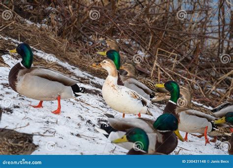 One Albino Female Mallard Duck Among The Usual Mallard Ducks On The