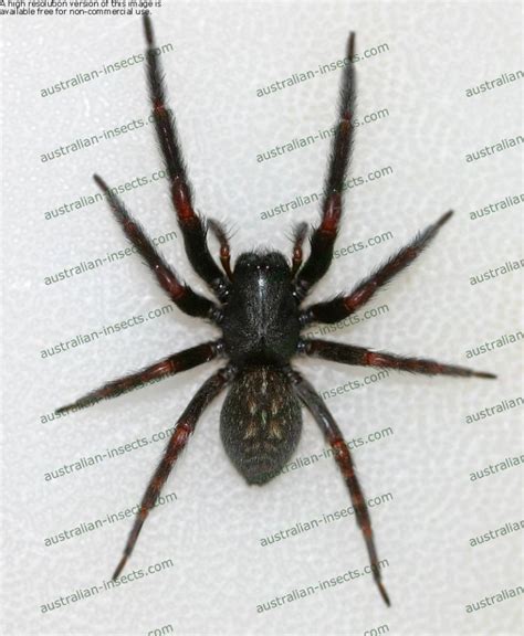 Black House Spider | Australian Insects Website