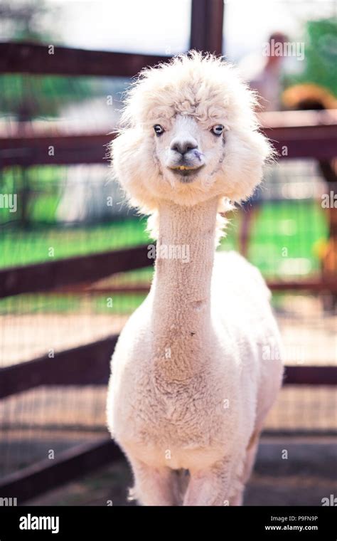 Retrato De Una Dulce Llama Blanca Alpaca Fotografía De Stock Alamy