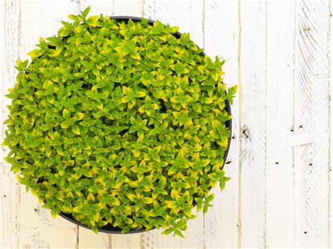 Golden Oregano Plants Growing Golden Oregano Herbs In The Garden