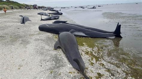 Nuova Zelanda 250 Balene Pilota Si Spiaggiano E Muoiono