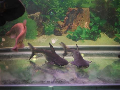 パールン飼育になりました！ 大型魚飼育 In 神秘の国インドネシア