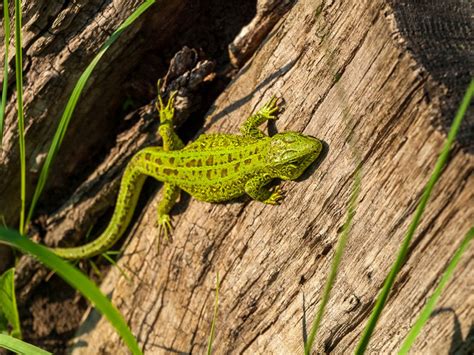 Control Lizards: How To Get Rid Of Lizards In Homes And Gardens