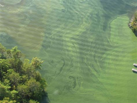 Why Is Blue Green Algae Cyanobacteria Becoming More Prominent