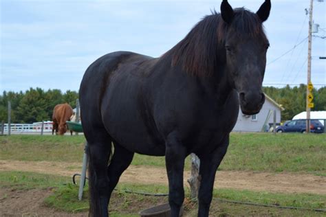 12 Rarest Horse Breeds in the World – Black Heart Equestrian