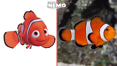 Finding Nemo Characters In Real Life 2022 Youtube