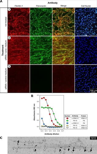 Fibrillin Assembly Requires Fibronectin Molecular Biology Of The Cell