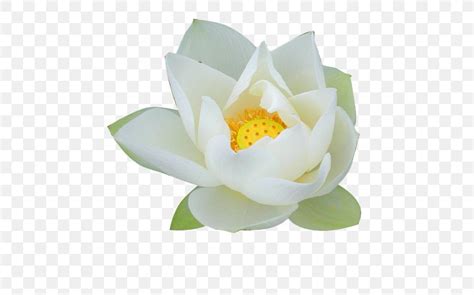 Nelumbo Nucifera Pygmy Water Lily Flower Lilium PNG 500x511px