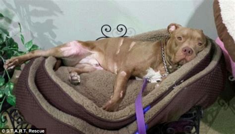 Incredible Recovery Of Pit Bull Horrifically Burned After Monster