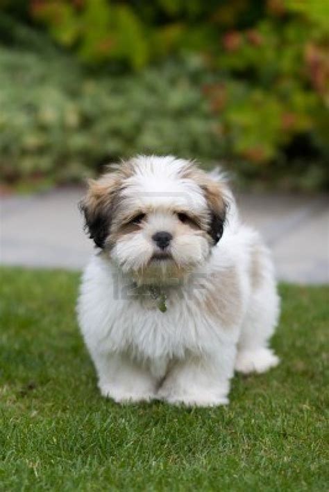 Lhasa Apso Photo And Wallpaper Beautiful Lhasa Apso Pictures