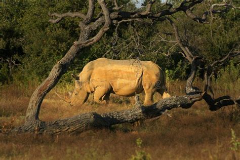 Rhino Tree Protection Wildlife Stock Photo Image Of Wildlife Thorn