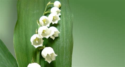 Vente Du Muguet Dans La Rue Que Dit La Loi