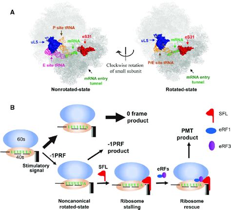 Working Model Of SFL A Positions Of UL5 ES31 And MRNA Entry Tunnel