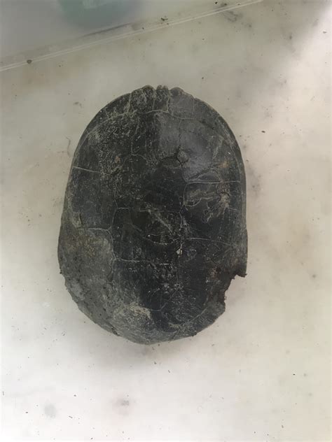 is it normal turtle injured at home 8