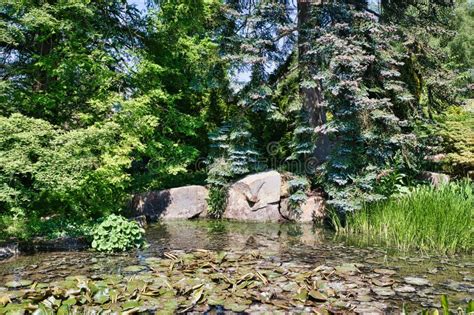 Serene Pond With Lush Greenery And Lily Pads Stock Photo Image Of