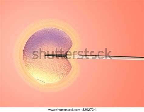 Artificial Insemination Glass Needle Female Ovule Stock Illustration