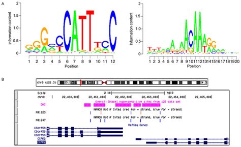 Nanogp Expression Regulates Gastric Cancer Cell Progression By