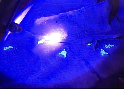 Scorpions Glow Under Uv Light Gag