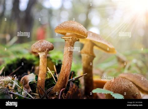 Cosecha De Hongos Hongo De Miel Armillaria Mellea Una Familia De