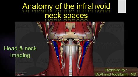 5 Anatomy Of The Infrahyoid Neck Spaces Youtube