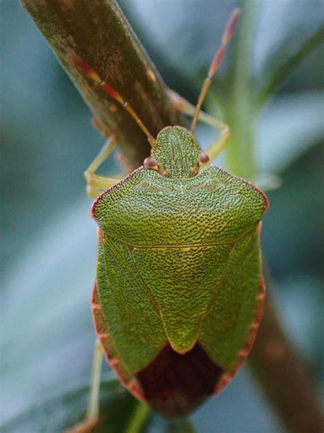 Palomena prasina Grüne Stinkwanze Palomena prasina c C Flickr