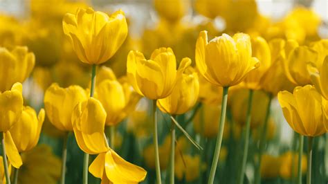 Recuerda Regalar Flores Amarillas Este De Marzo Conoce El Porqu