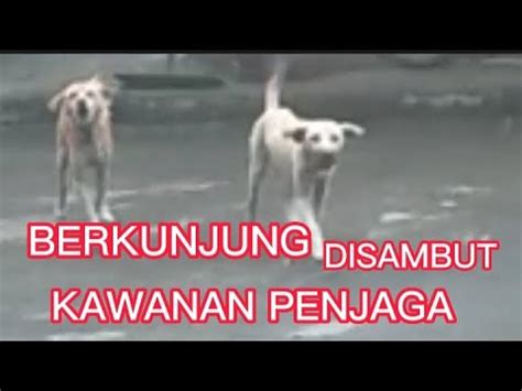 SAHABAT JAE CEKUH BERKUNJUNG DISAMBUT KAWANAN PENJAGA Viral