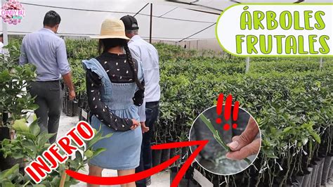 Recorrido Por Un Cultivo De Rboles Frutales Y C Mo Hacer Un Injerto