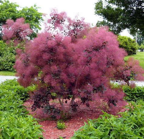 Hardy Purple Smokebush Cotinus Coggygria V Purpureus 10 Seeds