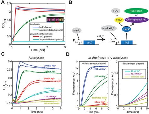 Characterization Of Galactosidase Lacz Deficient Autolysate And