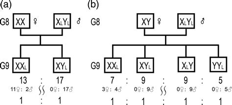 Polymorphism In A Sex‐linked Dna Marker Located On Lg23 In Hainan