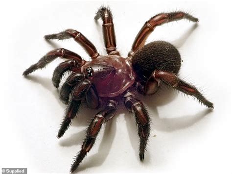 Scientists Discover New Group Of Trapdoor Spiders On Australia S