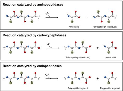 What Is The Function Of Carboxypeptidase - cloudshareinfo