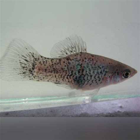 Blue Dalmation Platy For Sale