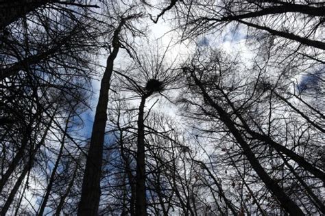 Free Images Tree Nature Forest Branch Snow Black And White