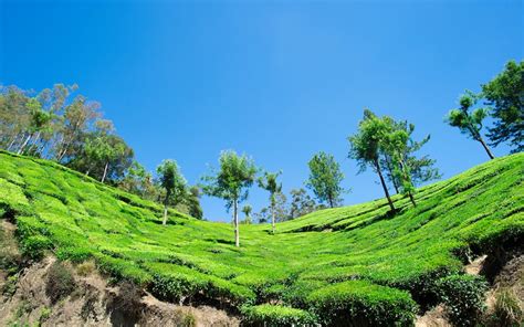 Darjeeling_Blog_New4567_1530512575