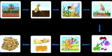 8 STEPS OF CROP FARMING - HOME | MIXED FARMING