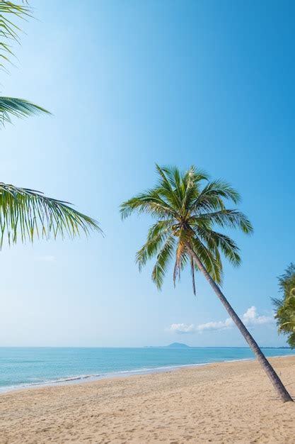 Premium Photo Beautiful Landscape Of Coconut Palm Tree On Tropical