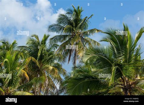 Coconut Palms On The Beach At Bahia De Las Galeras On The Samana