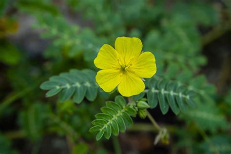 Tribulus Terrestris Extract Benefits: Does it Work? + Reviews - SelfHacked