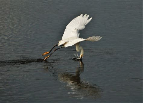 US Fish And Wildlife On Twitter The Literal Definition Of Fly Fishing