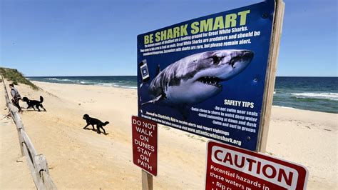 Shark Attack On Cape Cod Seals Prompts Alert For Swimmers