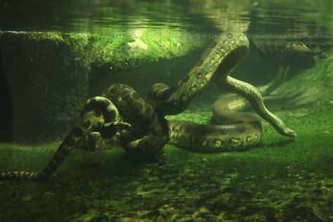 Green Anaconda Facts - CRITTERFACTS