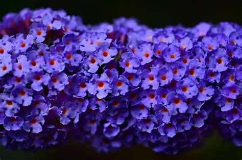 Butterfly Bush Blooms | Butterfly bush, Bloom, Flowers