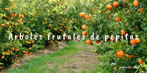 Tipos De Rboles Frutales Aprende Y Disfr Talos